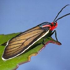 Ctenucha brunnea