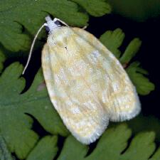 Acleris semipurpurana