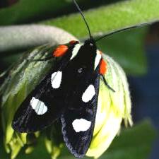 Alypia octomaculata