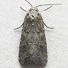 Spodoptera exigua