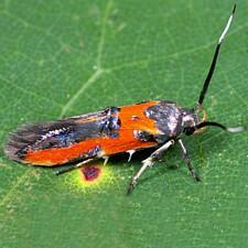 Euclemensia bassettella