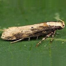 Chionodes hibiscella