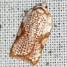 Acleris cervinana