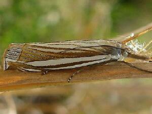 Crambus laqueatellus