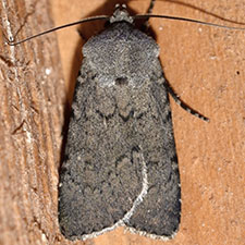Euxoa fumalis
