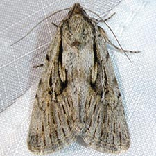 Sympistis chandleri