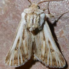 Agrotis daedalus