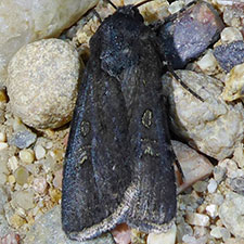 Euxoa stigmatalis