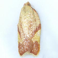 Acleris foliana