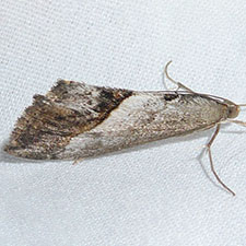 Evergestis obliqualis