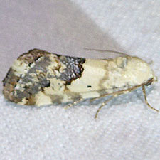 Ponometia sutrix