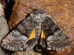 Pseudanarta flavidens