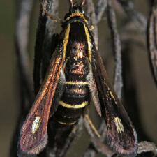 Carmenta anthracipennis