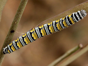 Pontia sisymbrii