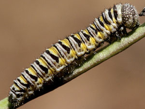 Pontia sisymbrii