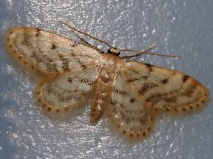 Idaea bonifata