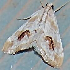 Evergestis lunulalis