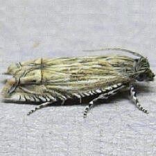 Eucosma grindeliana