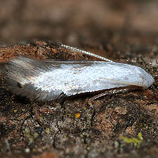 Opostegoides scioterma