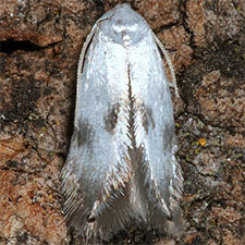 Opostegoides scioterma