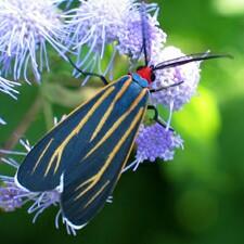 Ctenucha venosa