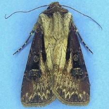 Agrotis volubilis