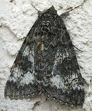 Catocala briseis