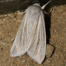 Acronicta insularis