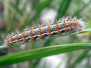 Acronicta insularis