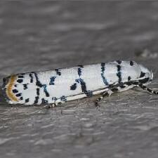 Ethmia delliella