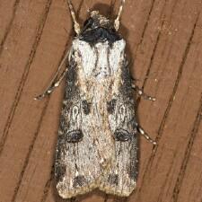 Agrotis malefida