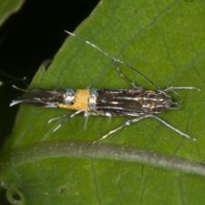 Cosmopterix montisella