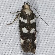 Filatima arizonella