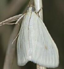 Sitochroa palealis