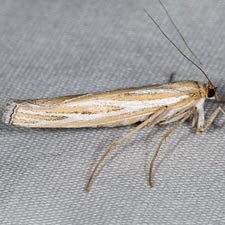 Eufernaldia cadarellus