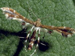 Geina tenuidactylus