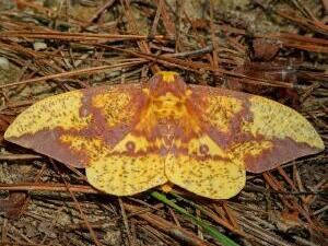 Eacles imperialis