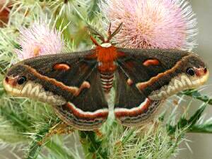 Hyalophora cecropia