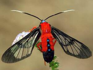 Cosmosoma myrodora