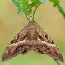 Ascalapha odorata