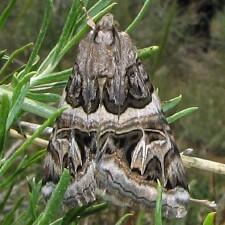 Drasteria convergens