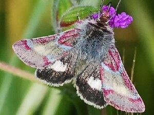 Schinia pulchripennis