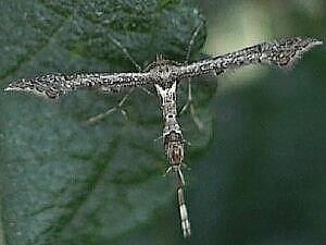 Amblyptilia pica