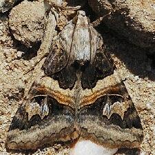 Drasteria divergens