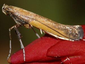 Caloptilia azaleella