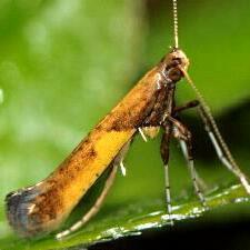 Caloptilia azaleella