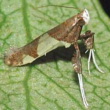 Caloptilia bimaculatella