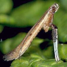 Caloptilia violacella