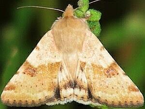 Heliothis phloxiphaga