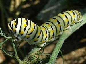 Papilio polyxenes